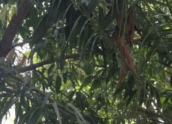 Dag 2921 – Plockar Mango